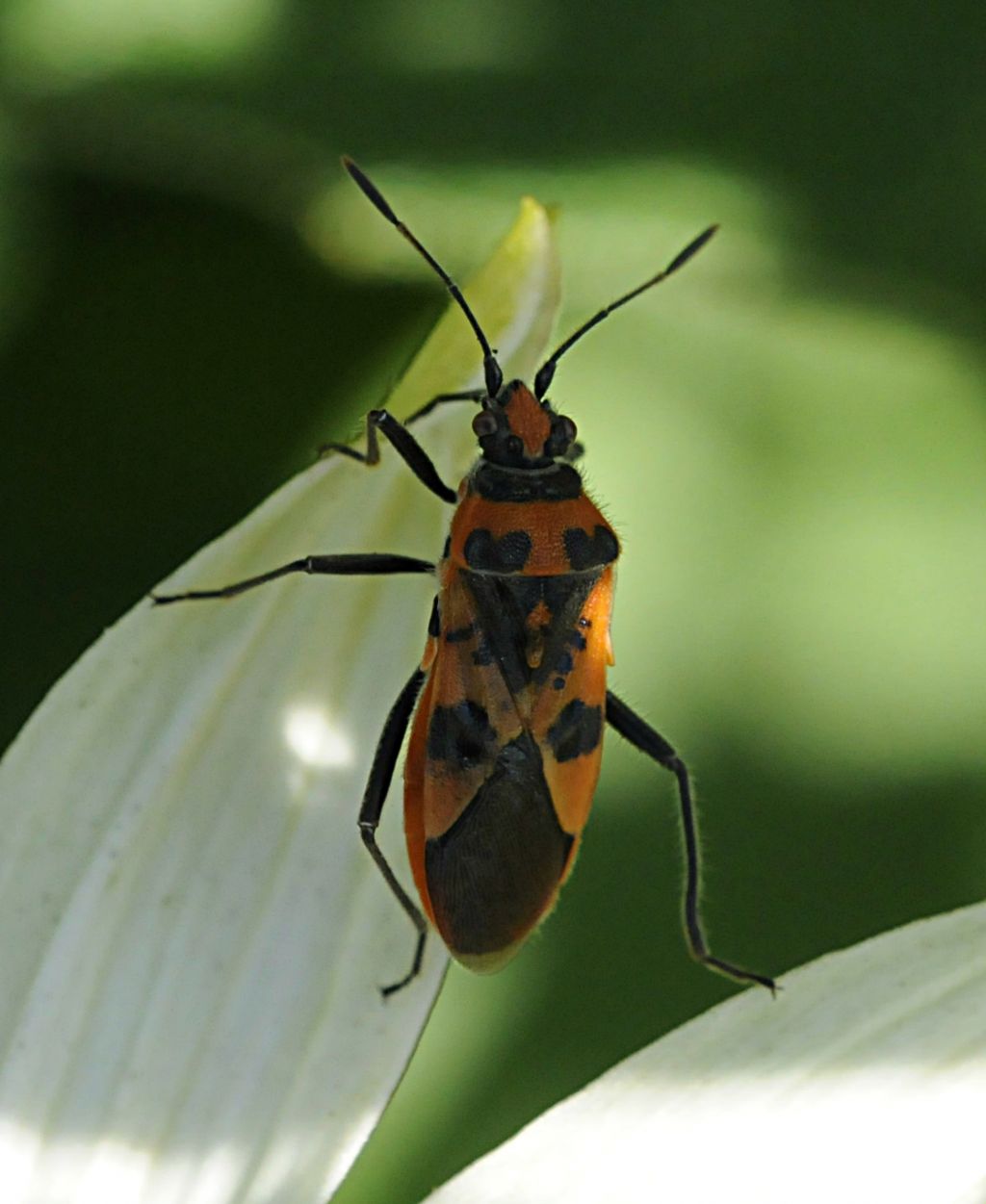 Corizus hyoscyami? S